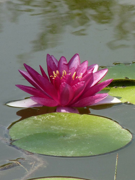 Nymphaea pygmaea Perry&#039;s Baby Red, Zwergseerose