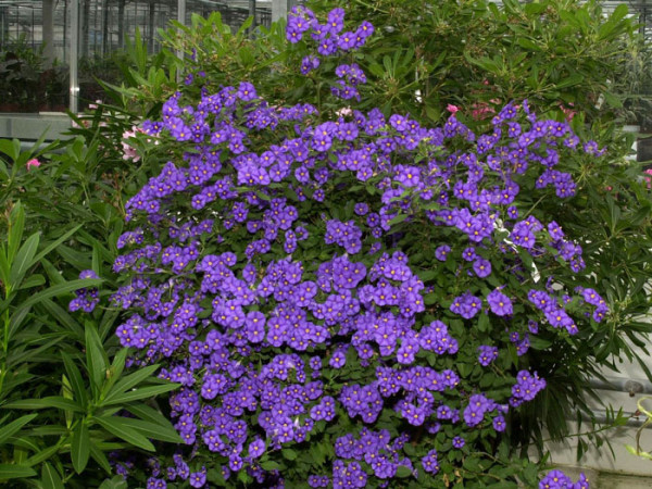 Solanum rantonnetii, Solanum, Enzianstrauch