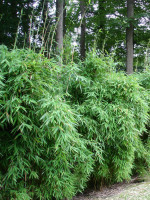 Fargesia murielae 'Chinese Wall' (S), Schirm-Bambus, Hecken-Bambus