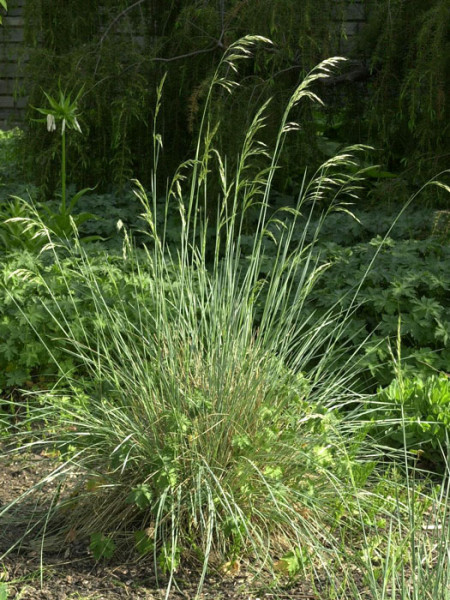 Helictotrichon (syn. Avena) sempervirens (M), Blaustrahlhafer