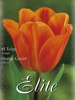 Triumph-Tulpe &#039;Orange Cassini&#039; (Art.Nr. 595244)