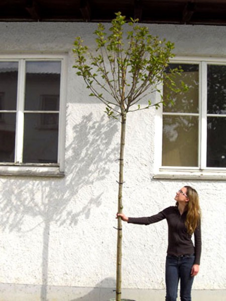 Platanus hispanica &#039;Alphens Globe&#039;, Kugelplatane - Hochstamm