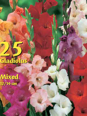 Großblumige Gladiolen-Mischung, Gladiolus (Art.Nr. 522354)