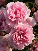 Rose Home and Garden ® - Kordes