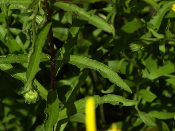 Buphthalmum salicifolium, Ochsenauge, Goldmargerite