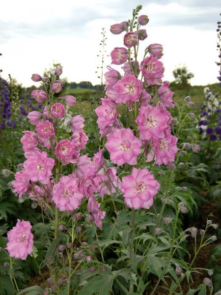 Delphinium-Hybride &#039;Sweethearts&#039;, Gefüllter Rittersporn