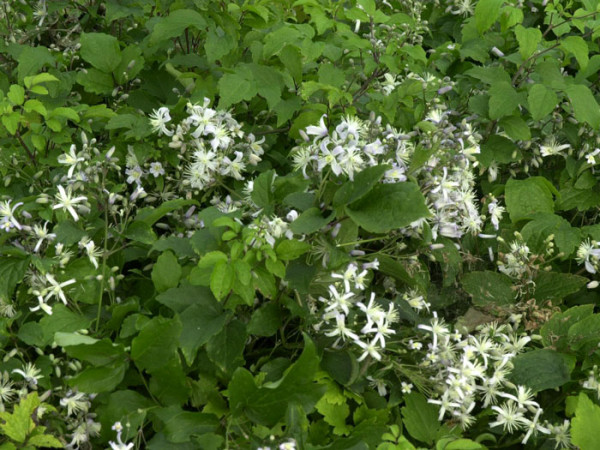 Clematis x jouiniana &#039;Praecox&#039;, Teppichwaldrebe