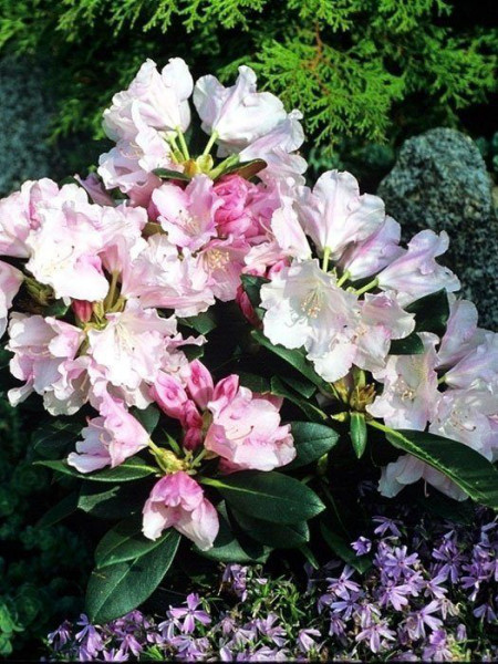 Rhododendron yakushimanum &#039;Silberwolke&#039;