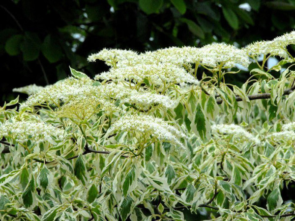 Cornus controversa &#039;Variegata&#039;