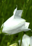 campanula-grandifolia-alba56d6f0ad01f09
