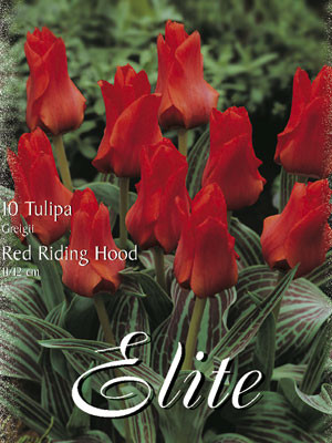 Greigii-Tulpe 'Red Riding Hood' (Art.Nr. 595776)
