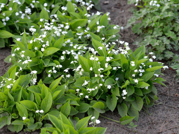 Omphalodes verna &#039;Alba&#039;, Weißes Gedenkemein, Nabelnüsschen