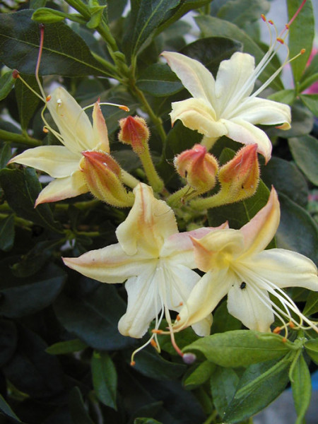 Rhododendron viscosum &#039;Lemon Drop&#039;, sommergrüne japanische Gartenazalee