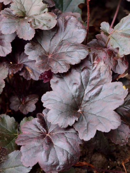 Heuchera x micrantha &#039;Obsidian&#039;, Purpurglöckchen, Purpurblatt