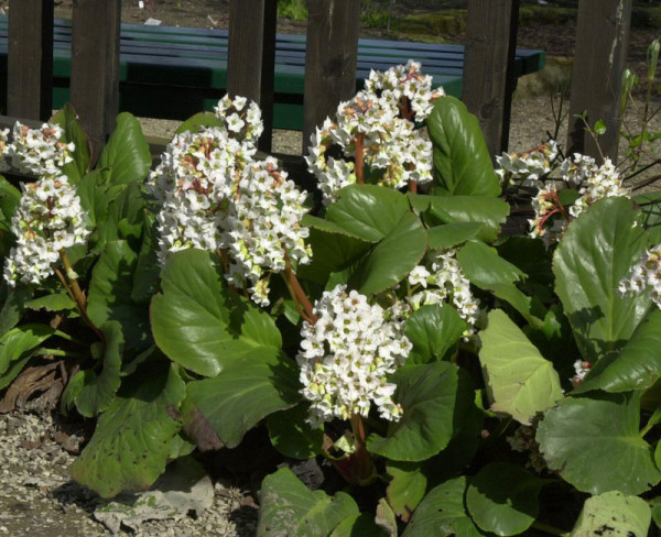 Bergenia cordifolia &#039;Schneekristall&#039;, Bergenie