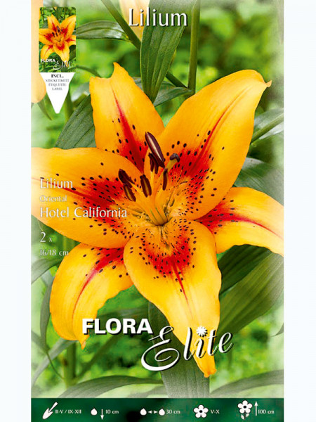 Orientalische Lilien-Hybride &#039;Hotel California&#039;, Lilium (Art.Nr. 5217285)