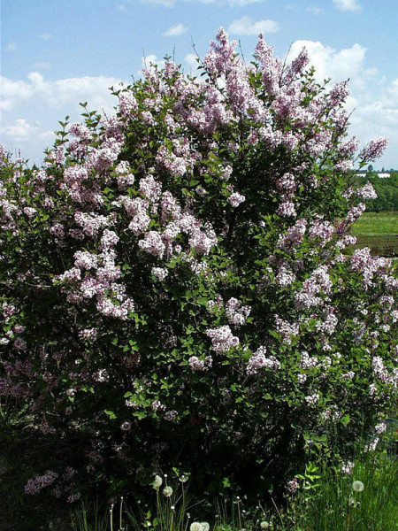 Syringa meyeri &#039;Josee&#039;, Zwergflieder