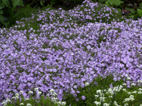 Phlox subulata &#039;Emerald Cushion Blue&#039; Polster-Phlox, Teppich-Phlox, Teppich-Flammenblume