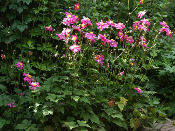 Die Anemone 'Prinz Heinrich' mit ausladendem Wuchs