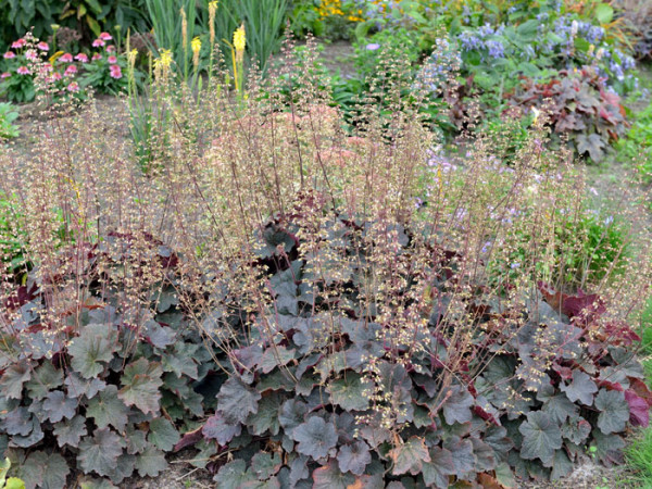 Heuchera x hybrida &#039;Mocha&#039;®, Purpurglöckchen, Purpurblatt