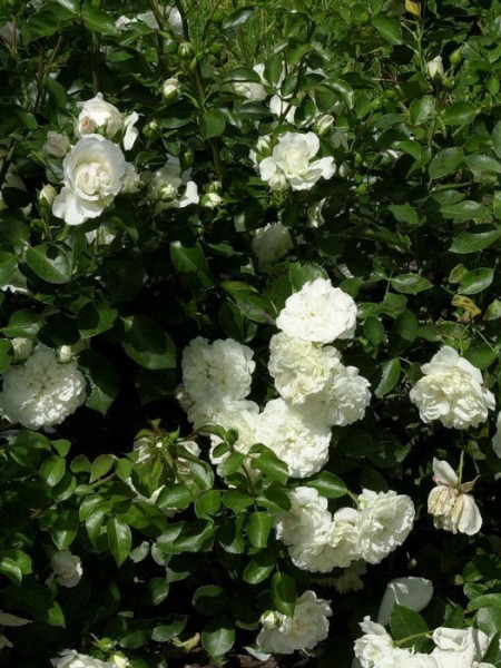 Bodendeckerrose White Meidiliand