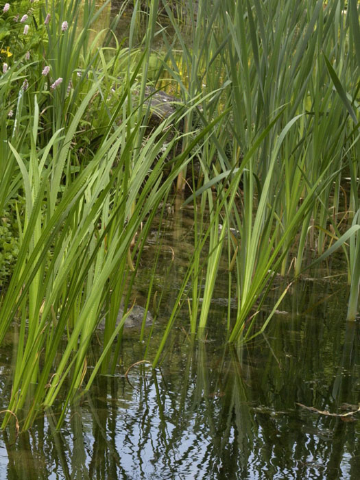 Weißbunter Kalmus