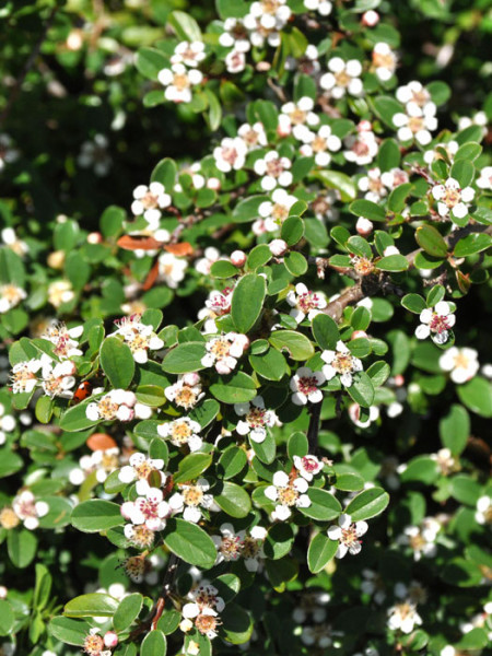 Die Kriechmispel 'Coral Beauty' mit weißer Blüte