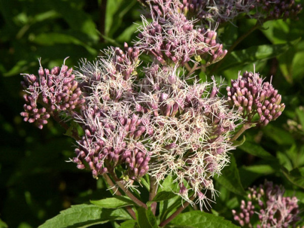 Eupatorium cannabinum, Wasserdost, Kunigundenkraut