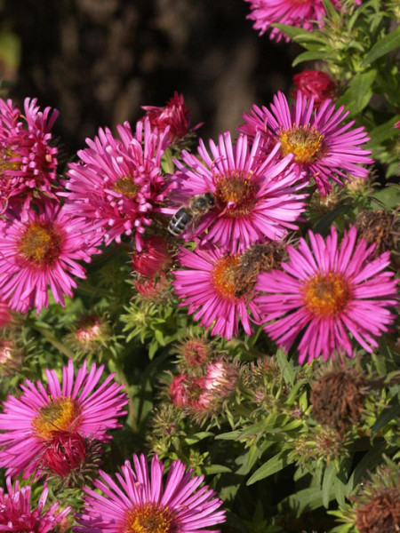 Aster novae-angliae &#039;Alma Pötschke&#039;, Raublatt-Aster