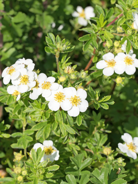 Fingerstrauch mandshurica Blüte