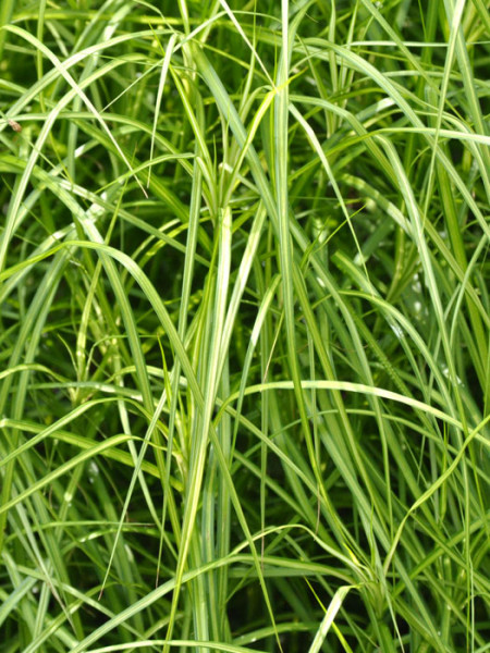 Carex muskingumensis (M), Palmwedel-Segge