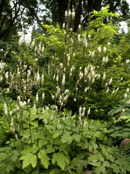 Actaea racemosa var. cordifolia, Silberkerze, Julisilberkerze, Lanzensilberkerze