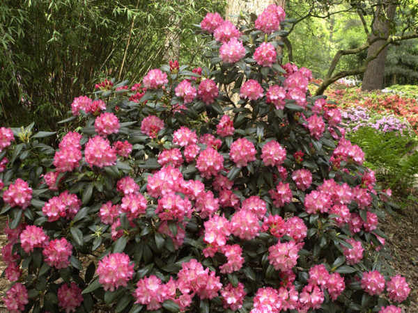 Rhododendron yakushimanum &#039;Marlis&#039;