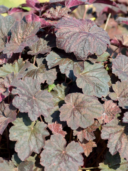 Heuchera x hybrida &#039;Mocha&#039;®, Purpurglöckchen, Purpurblatt