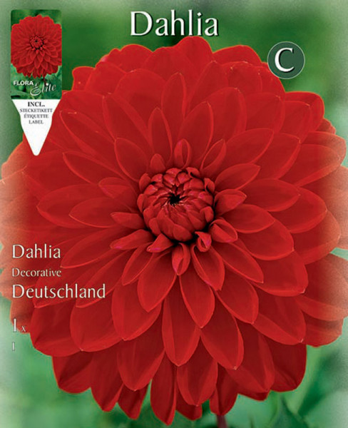 Schmuck-Dahlie &#039;Deutschland&#039;, Dahlia (Art.Nr. 5201395)