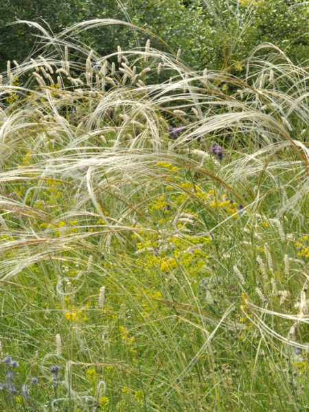 Stipa capillata, Büschel-Haargras, Büschel-Federgras