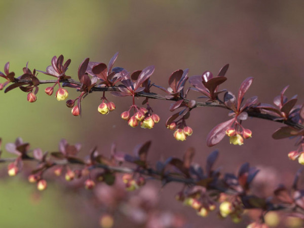 Blüte der Blutberberitze