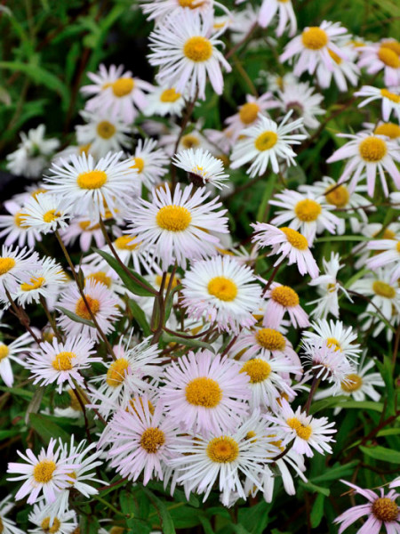 Erigeron x cultorum &#039;Sommerneuschnee&#039; (M), Feinstrahlaster