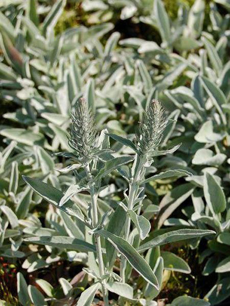 Veronica spicata &#039;Silbersee&#039;, Silberpolster-Ehrenpreis, ähriger Ehrenpreis