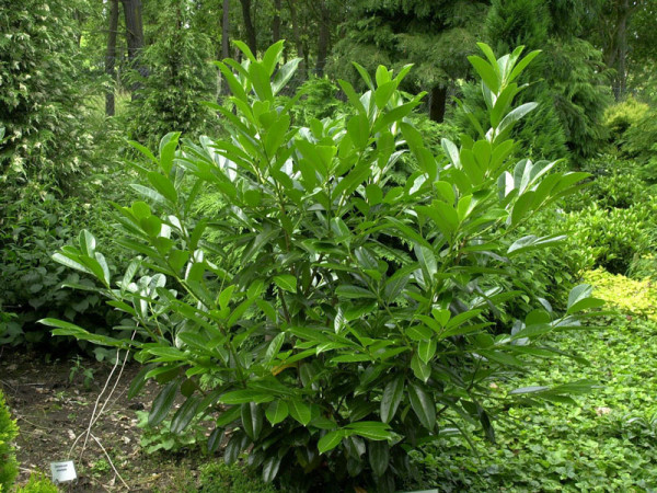 Prunus laurocerasus &#039;Caucasica&#039;, Kaukasischer Kirschlorbeer