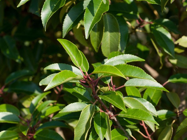 Prunus lusitanica &#039;Angustifolia&#039;, Portugiesischer Kirschlorbeer