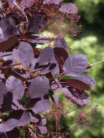Roter Perückenstrauch Cotinus coggygria 'Royal Purple' 40-60 cm im Container 