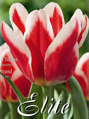 Fosteriana Tulpe &#039;Pirand&#039; (Art.Nr. 595720)