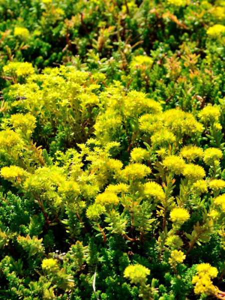 Tripmadam, Felsen-Fetthenne, Sedum reflexum