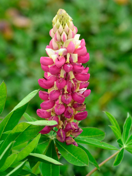 Lupinus polyphyllus &#039;Schlossfrau&#039;, Rosa Lupine, Wolfsbohne