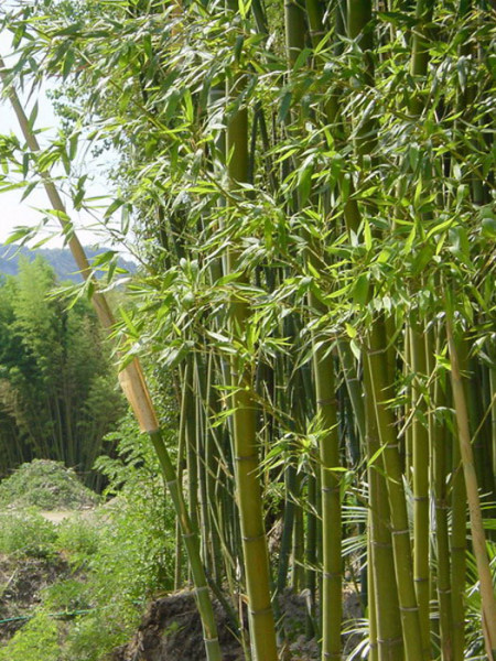 Phyllostachys decora, &#039;Schöner&#039; Bambus, Pracht-Bambus