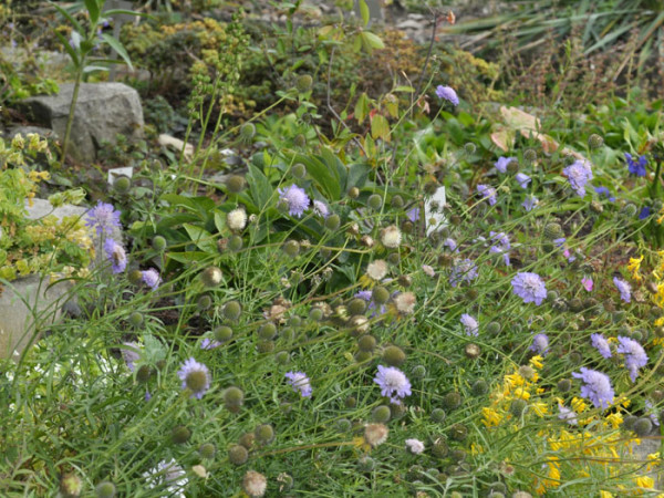 Scabiosa columbaria &#039;Butterfly Blue&#039;, Taubenskabiose