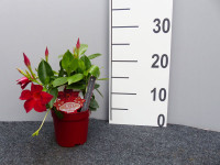 Rote Dipladenie, Mandevilla