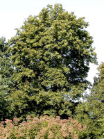 Acer platanoides, Spitzahorn