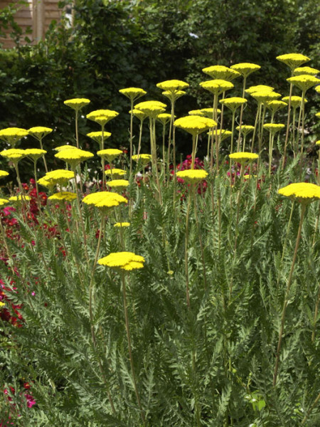 Achillea filipendulina &#039;Parker&#039;, Edel-Schafgarbe, Goldquirlgarbe